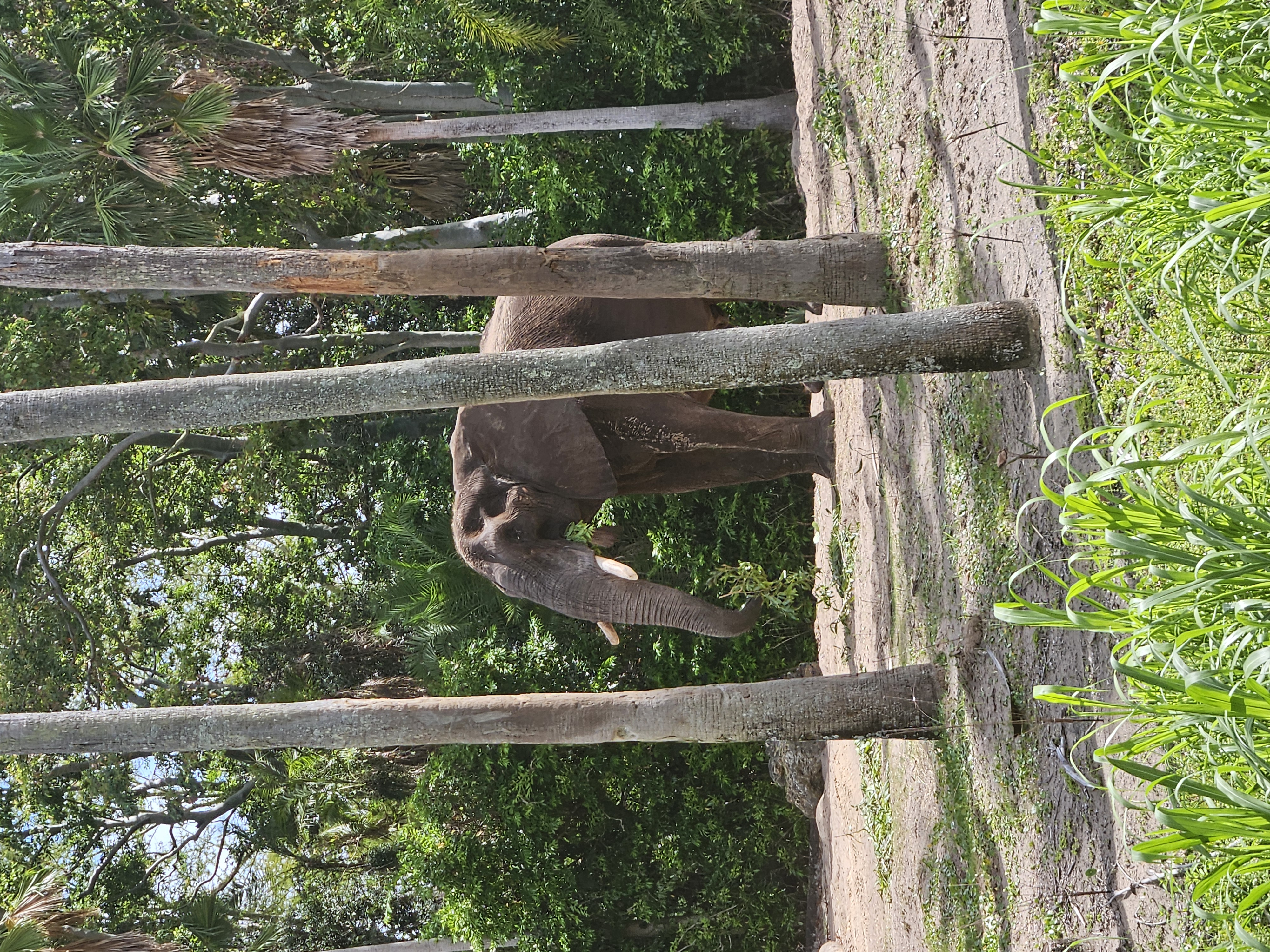 Mom Visits in April! 🌺